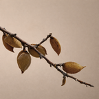 Body Lotion | Paper Plane