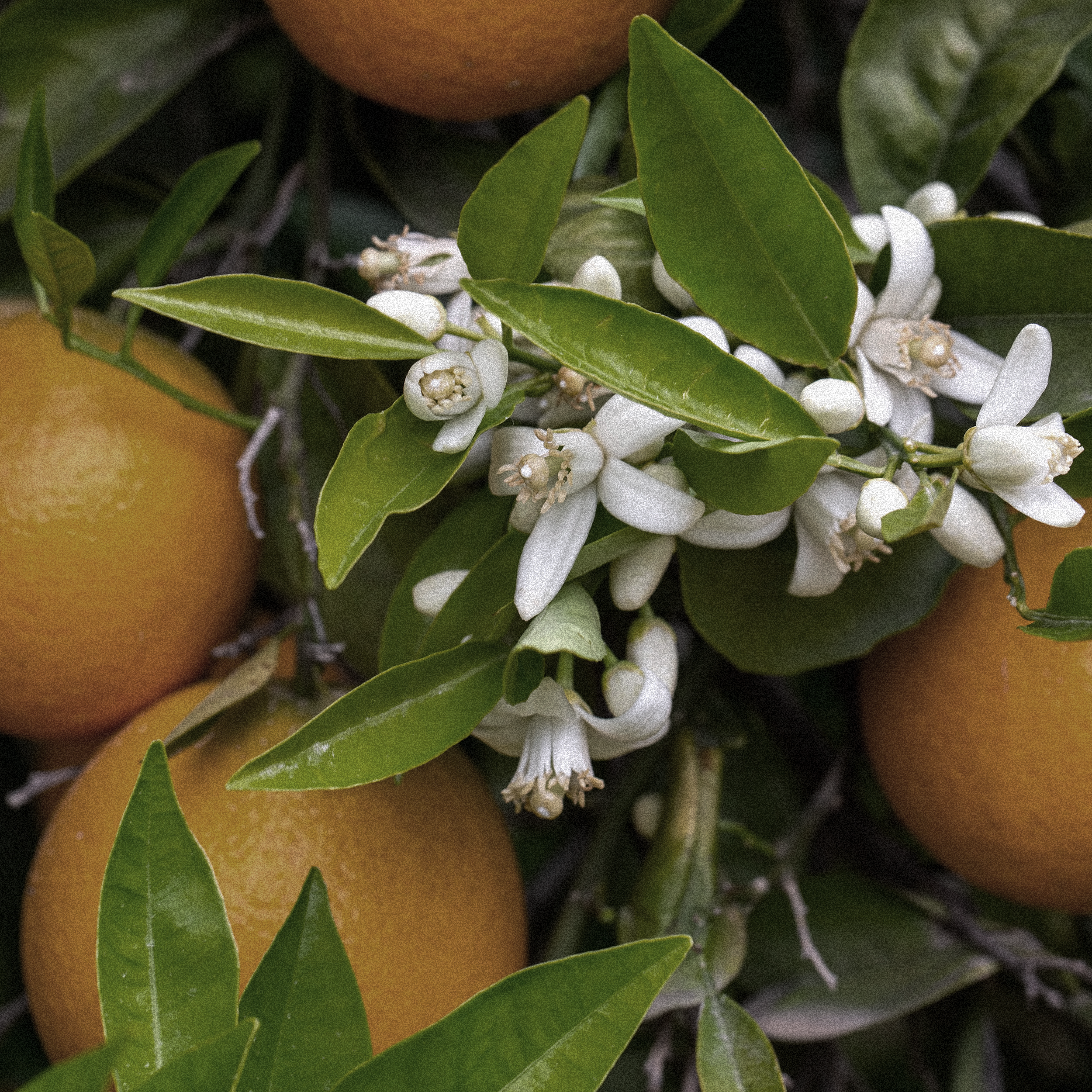 Citron Eau de Parfum  | 1 mL Sample